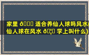 家里 🐅 适合养仙人球吗风水(仙人球在风水 🦉 学上叫什么)